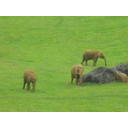 Muestra Imagen Elefants