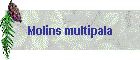 Molins multipala